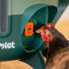get both nipples and cups with your insulated chicken waterer