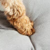 A dog's paw on the pebble grey cushion dog bed designed by Omlet