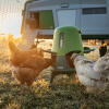 Sunset with chickens feeding from the Omlet automatic chicken feeder