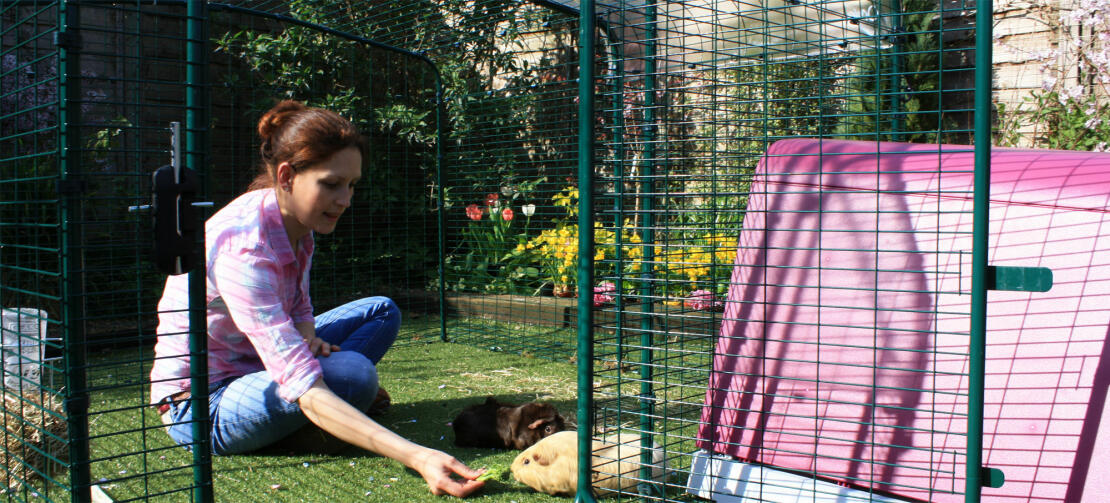 Im Outdoor Gehege ist reichlich Platz, um Zeit mit Ihren Meerschweinchen zu verbringen.