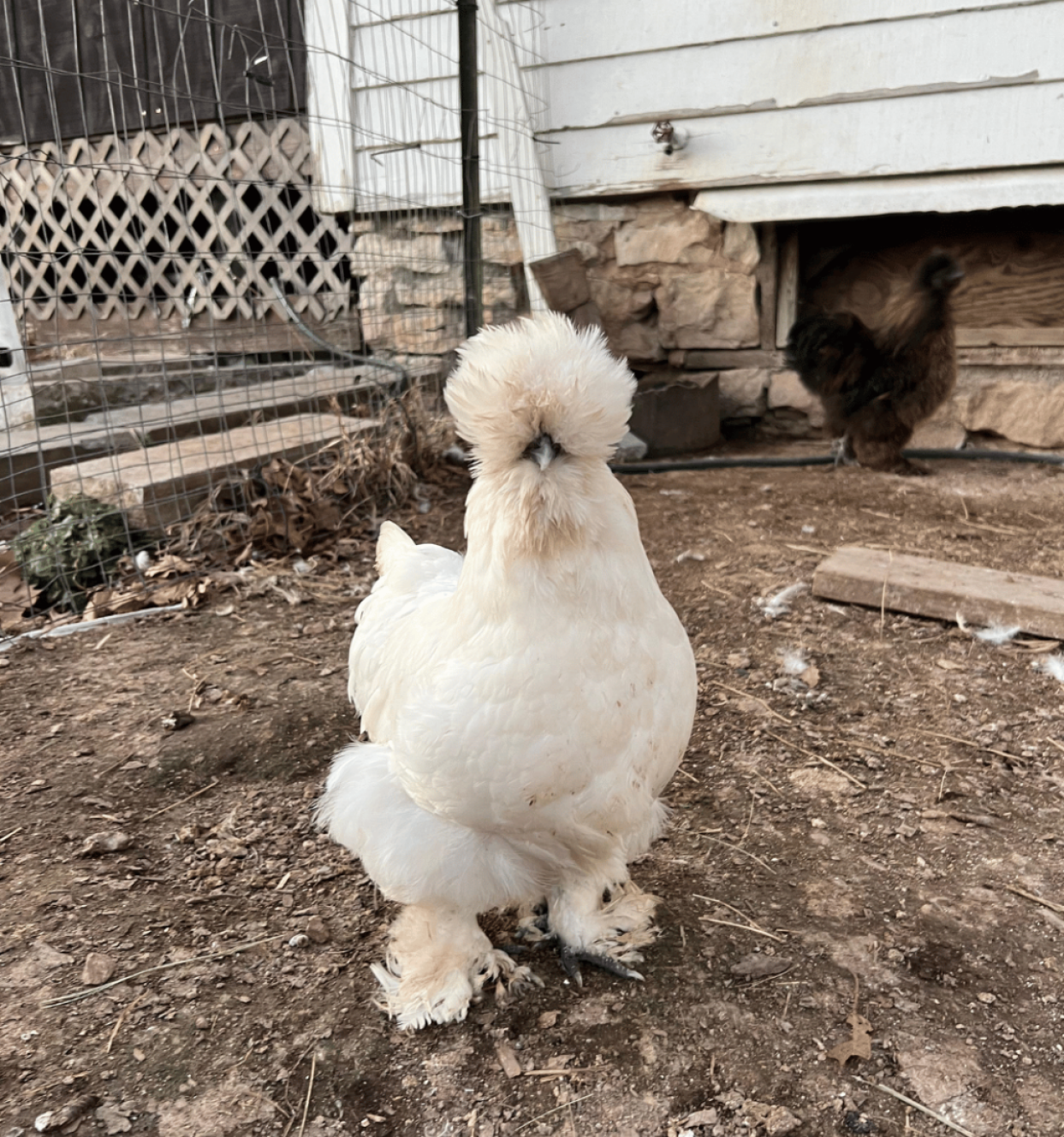 Pirate silkie blog post image
