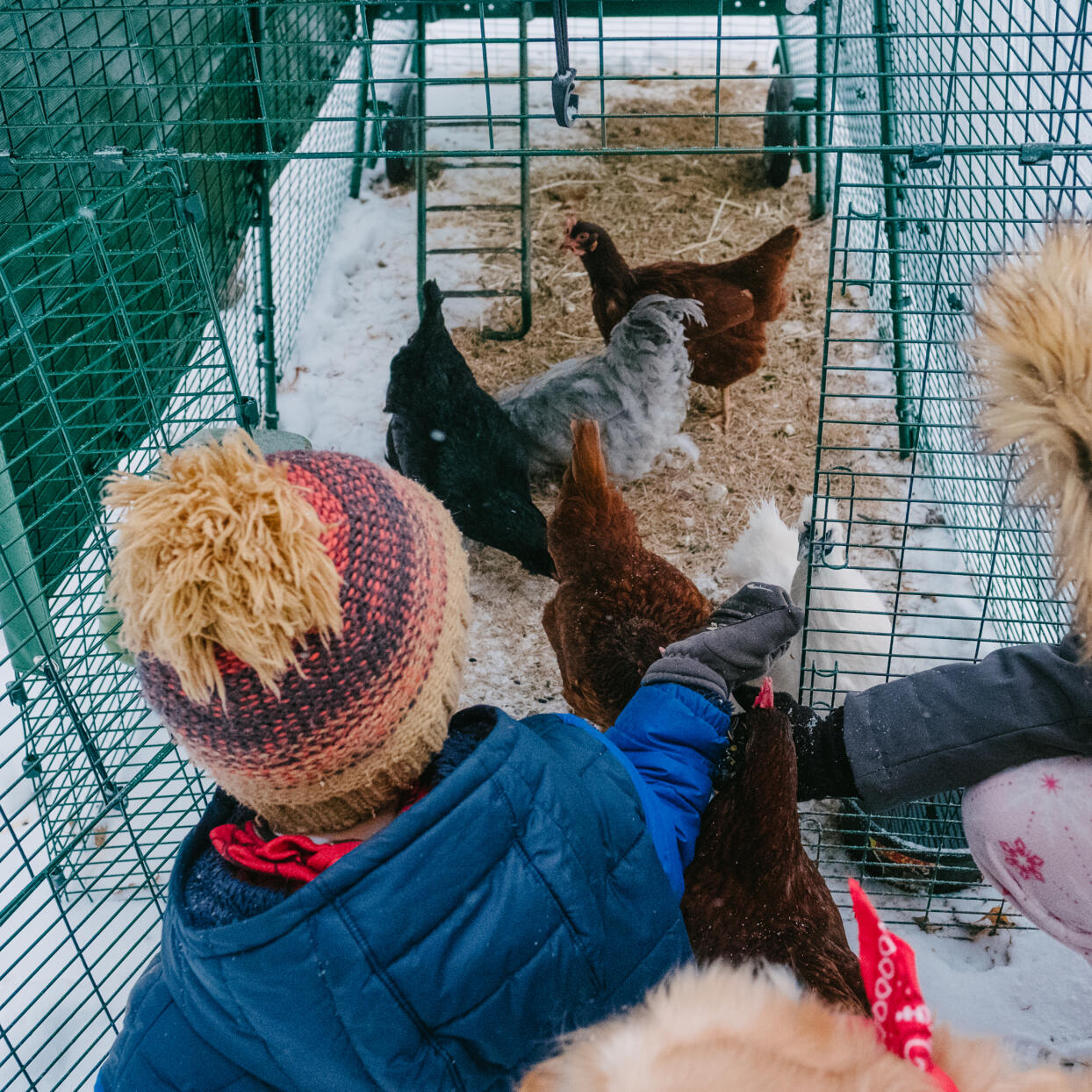 winter chicken keeping easy with omlet plastic chicken coops