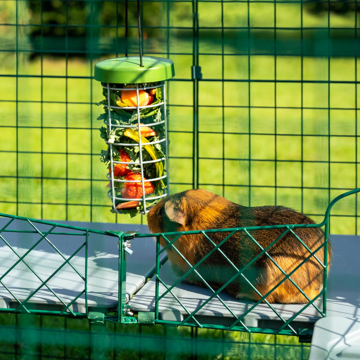 Guinea pig eating pieces of lettuce and strawberries from a Caddi Treat Holder hanging from ceiling of mesh Zippi Run.