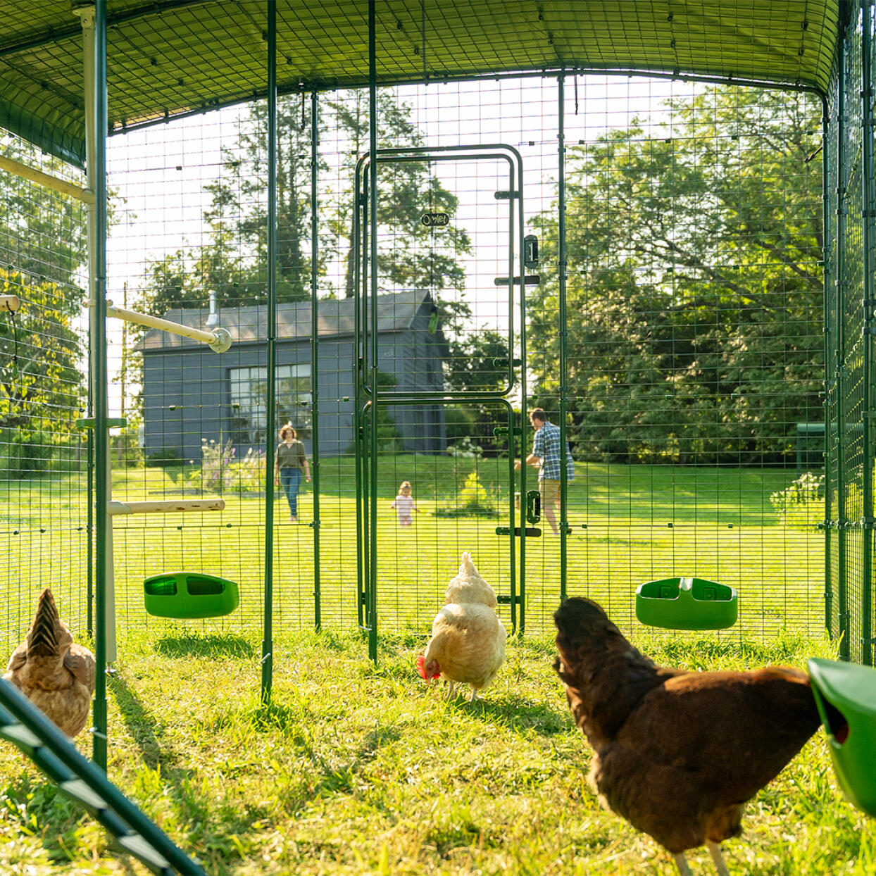 Omlet walk in run competition