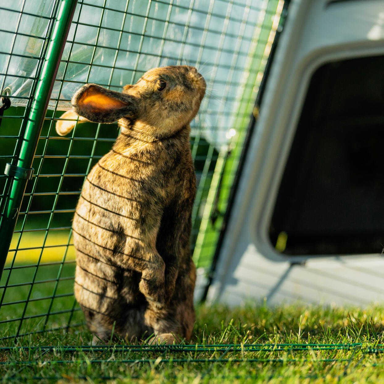 Rabbit stood up inside Eglu Go Hutch run.
