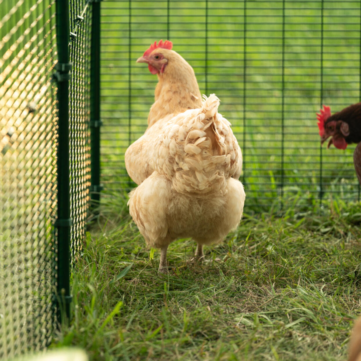 Close up of golden hen inside a walk in run enclosure.