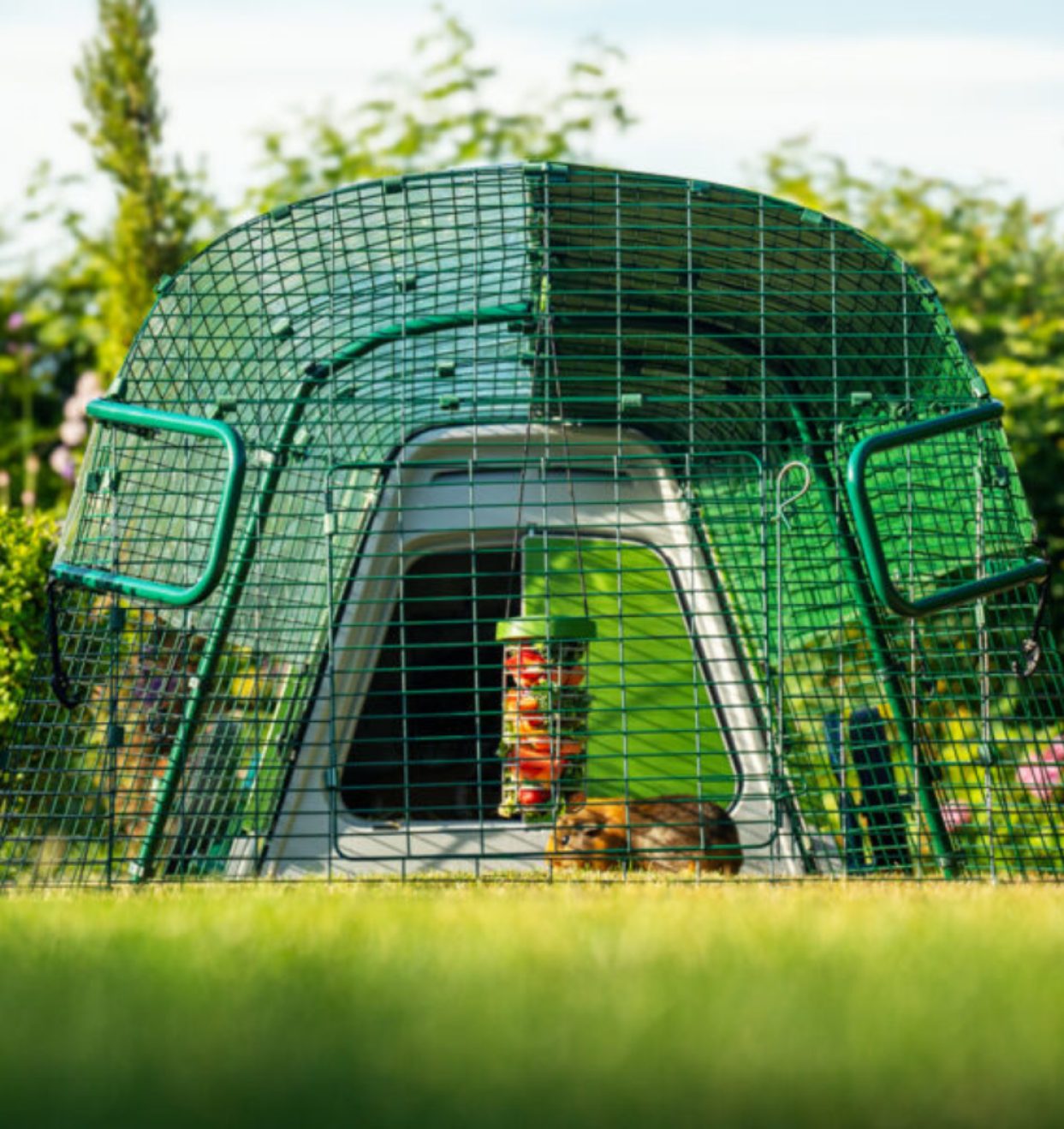 Marsvin Eglu Go kort