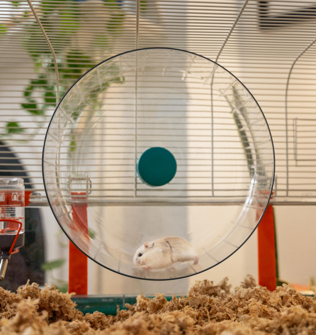 dwarf hamster on extra large silent hamster wheel