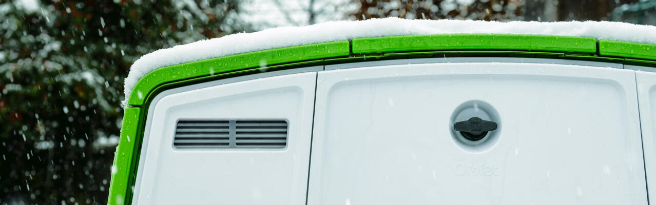 Chicken keeping in winter