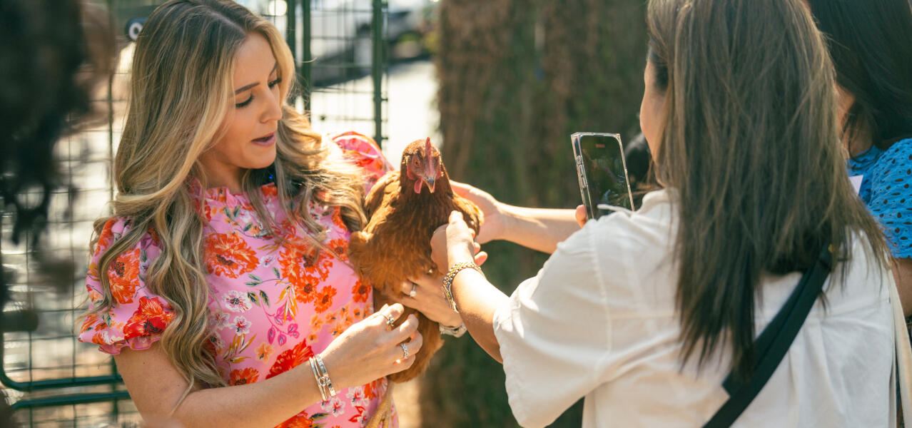 Petting chickens whole home roundup