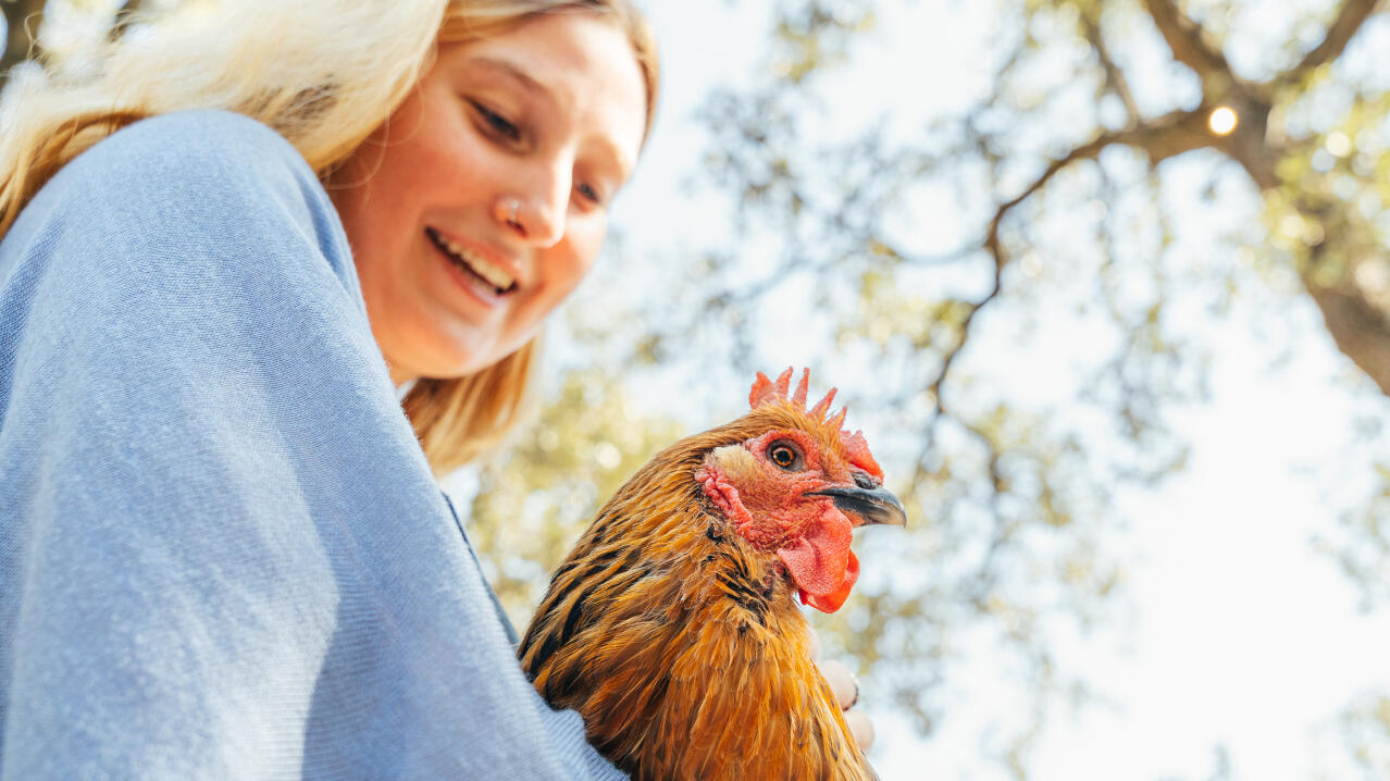 Whole home woman holding chicken
