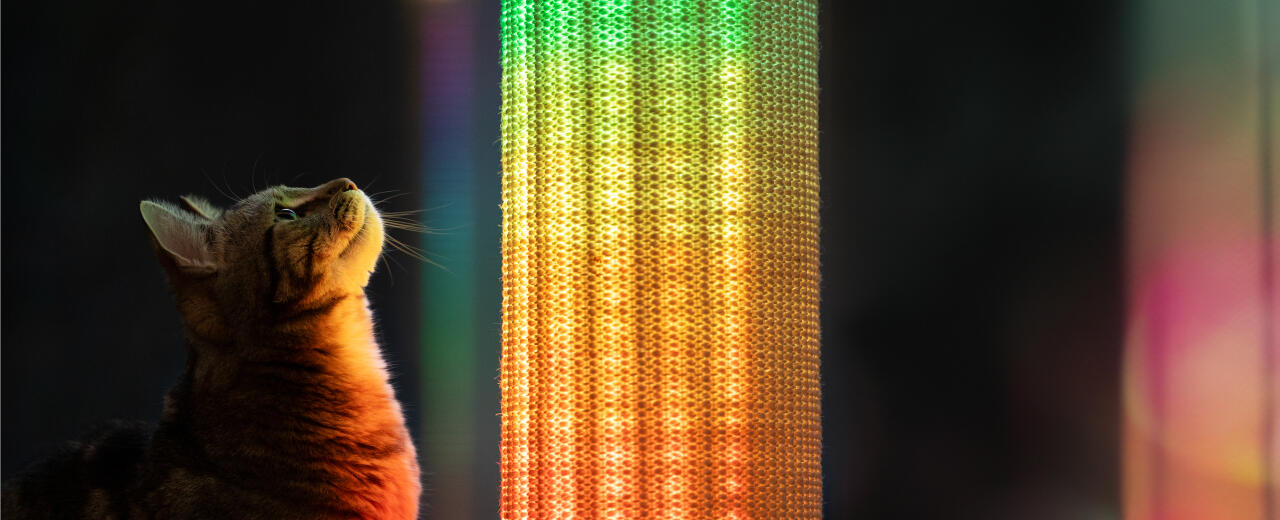 Bannière de concours de chats