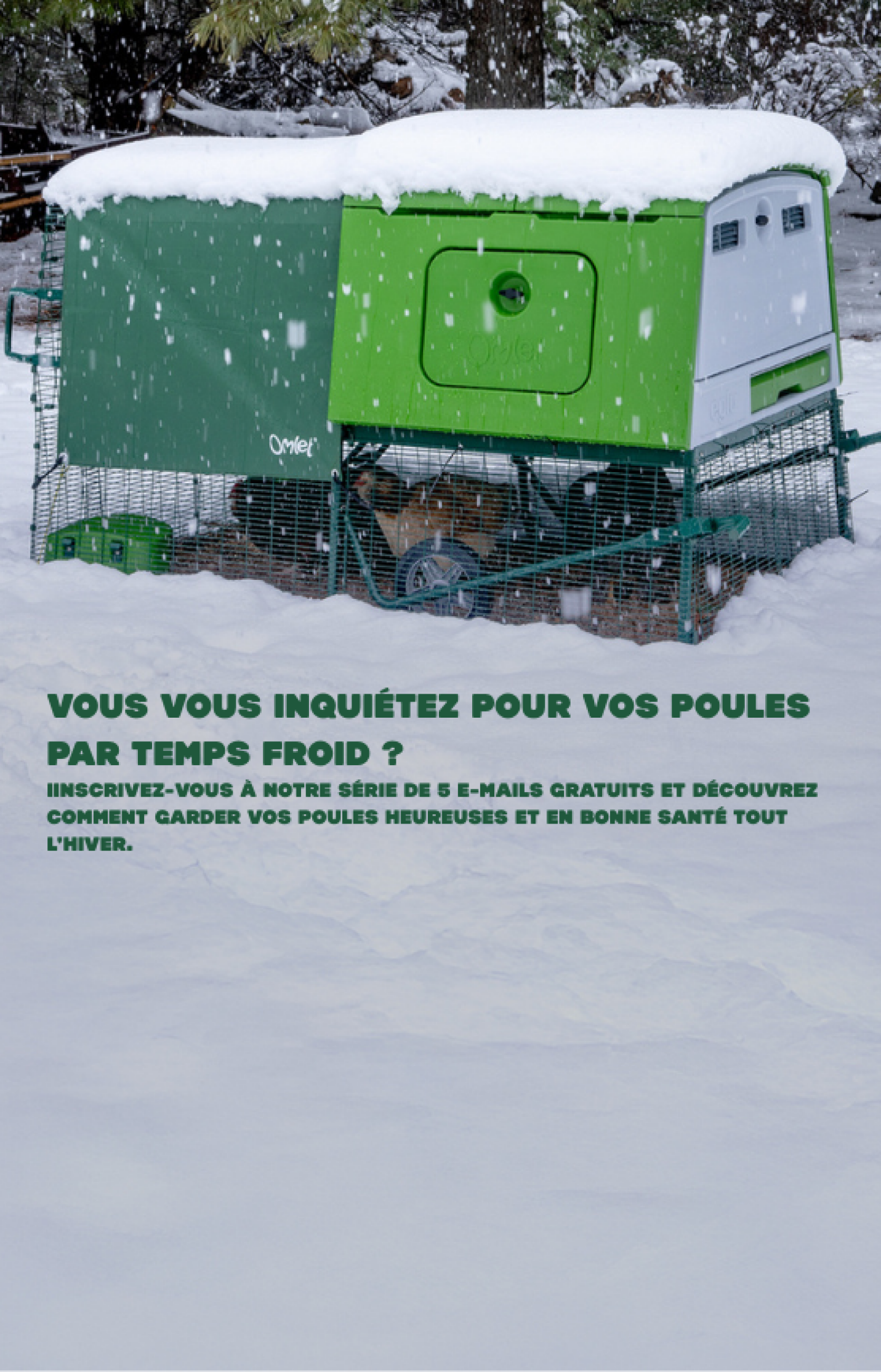 Cours d'élevage de poulets d'hiver mb