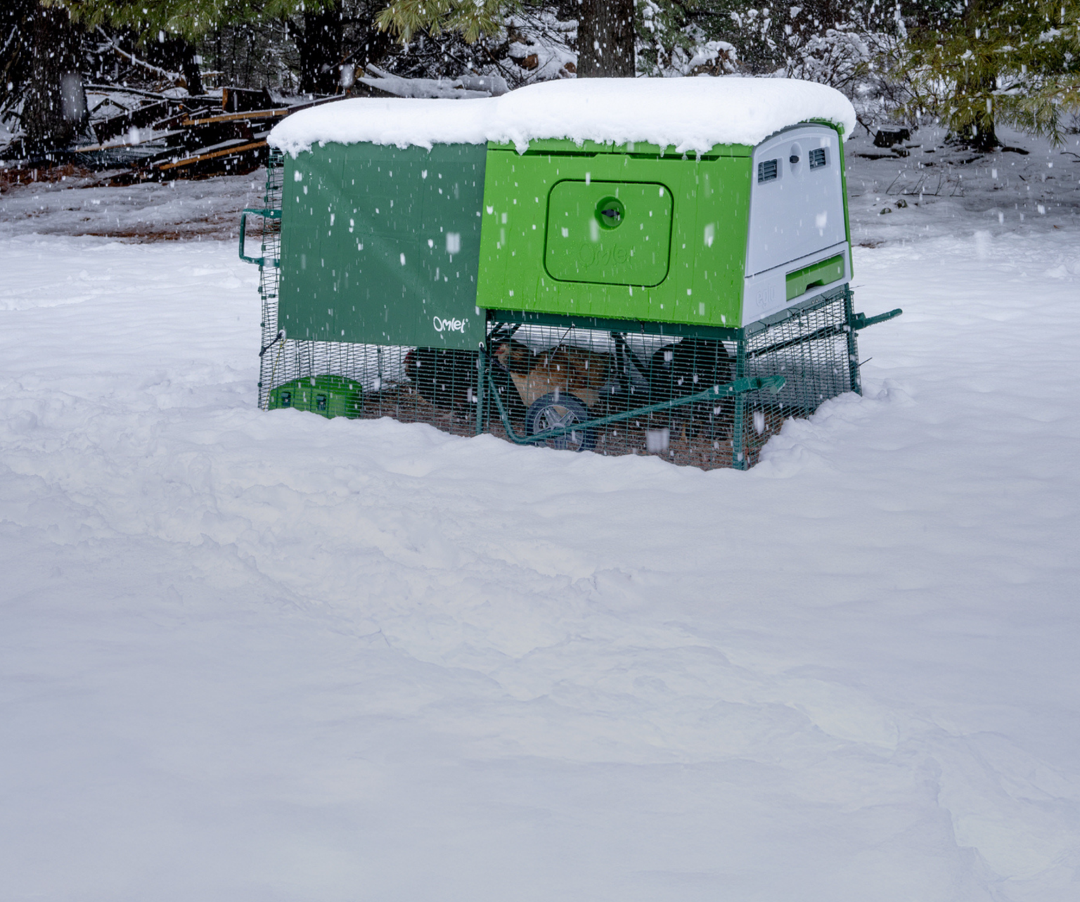 winter chicken keeping 2026 hero banner