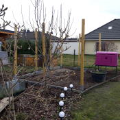 Purple Eglu Cube large chicken coop in garden