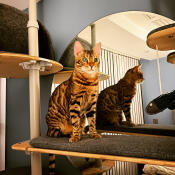 A cat on a shelf of his indoor cat tree