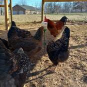 Min kylling elsker det!