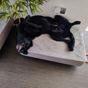 A dog lying in the Topology dog bed with quilted topper