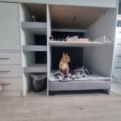 A dog sitting on his grey bed