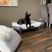 Ein schwarzer hund, der auf einem grauen bett mit weißem belag liegt