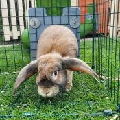 Betty njuter av sina nya tunnlar och sin nya springbana.