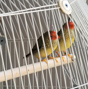 Mijn 2 diamanten vogels