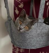 Un gato asomando la cabeza fuera de su hamaca, en su árbol  de interior para gatos