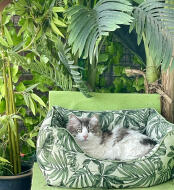 Fons (siberian forest cat) enjoys this well-stocked basket - summer on the balcony, winter in the house.
