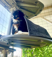 Illios liebt dieses lustige versteck