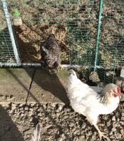 Große kleine tür für laufwechsel