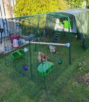 Chickens in their run connected to a chicken coop, in a garden