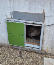 Great addition to my chicken coop/run setup