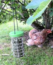 Huhn im garten mit leckerbissen Caddi