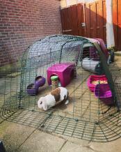 Purple Eglu Go Rabbit Hutch with run, Zippi Shelter and rabbit