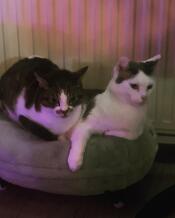Two cats in a green donut shaped cat bed