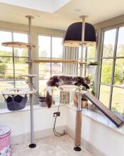 A large cat resting on his indoor cat tree