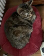 Mia is on her throne