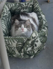 Fons, 8 kg, fits perfectly in this nice sturdy basket.