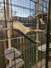 A kitten playing on his outdoor cat tree inside a catio