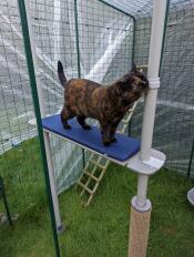 Our cats love this system!