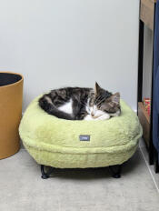 Rodney relaxing in his new bed 😻