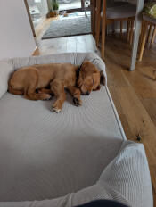 Omlet Topology large dog bed