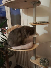 Cats' favourite bowl