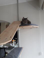 Max in monitoring mode