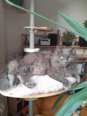 Budderball is lounging...