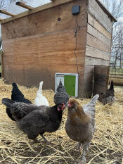 Autodoor on my wooden coop
