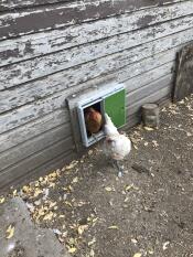 De grandes caractéristiques telles que la qualité et la sécurité pour les animaux de compagnie 