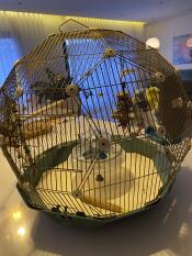 Een Gouden kooi 