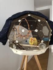 Des inséparables adorent cette belle cage