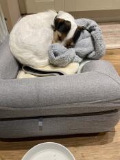 A dog sleeping on his grey bed with bolster